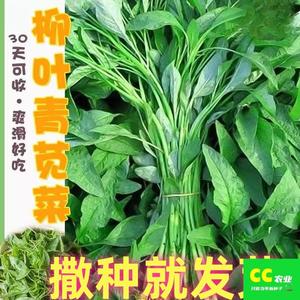 柳叶青苋菜种籽耐热易种蔬菜种孑阳台蔬菜种植尖叶苋菜蔬菜种子