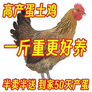 半大红瑶土鸡三黄鸡正宗农家散养脱温纯种活的鸡苗脱温鸡