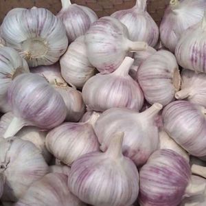 特卖2023年河南农家新头干蒜5斤大蒜干蒜独头大祘种子紫白皮多瓣