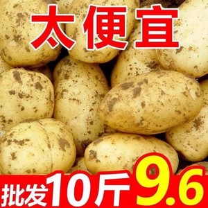 现挖土豆新鲜5斤当季2024蔬菜洋芋黄皮黄心大土豆马铃薯10斤包邮