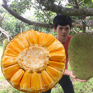 泰国红肉菠萝蜜红心热带海南产菠萝蜜新鲜水果越南当季三亚特产