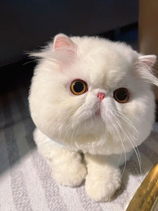 纯种大包子脸纯白色加菲猫幼崽家养短毛红棕虎黄虎斑波斯猫宠物猫