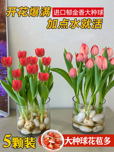 郁金香种球水培花卉植物室内外四季开花种子好养活土培盆栽风信子