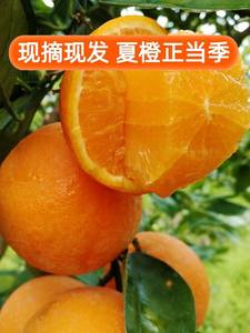 橙子广西桂林夏橙孕妇酸甜水果新鲜当季整箱10斤甜橙薄皮手剥脐橙