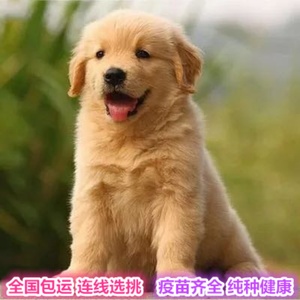 纯种赛级枫叶红金毛幼崽免费领养活体大头高智商家养中型犬宠物狗