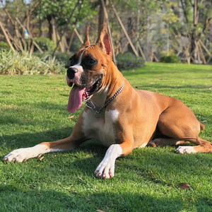 纯种拳师犬活体幼犬警犬美系与德系个人警卫犬家养大型宠物狗幼崽