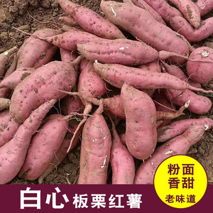 安徽泗县白心红薯商薯19