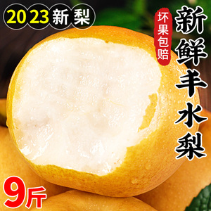 水梨10斤砀山梨-淘宝拼多多热销水梨10斤砀山梨货源拿货 - 阿里巴巴