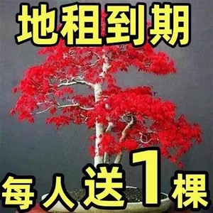 红枫树苗盆栽四季花卉阳台庭院植物别墅风景树耐寒日本红枫肥盆景