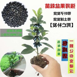 双肾子树苗