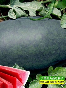 黑美人西瓜种子懒汉黑霸王大果型黑皮巨型西瓜种超甜红肉四季可种