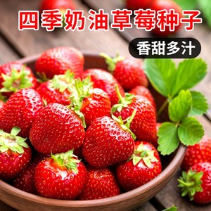 四季奶油草莓种子种苗耐寒盆栽草莓籽庭院阳台种植多年生水果种子