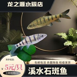 溪石斑鱼苗光唇鱼观赏鱼活体宠物中国原生鱼稀少冷水鱼淡水水花苗