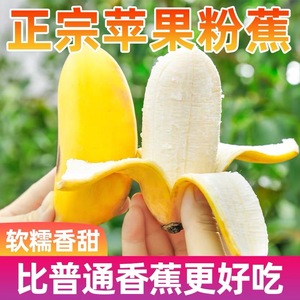 正宗苹果蕉banana香蕉新鲜9斤苹果小果自然熟当季小米芭蕉尾蕉