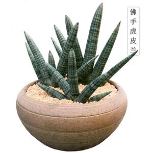 【招财佛手】棒叶虎皮兰易养室内多肉植物绿植花卉盆栽防辐射镇宅