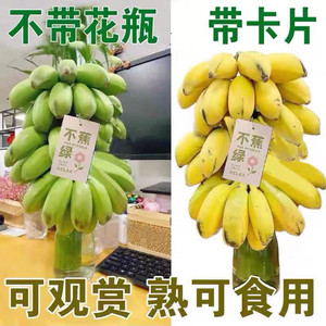 禁止蕉绿整串带杆小米蕉办公室水培种养食用香蕉芭蕉花拒绝焦绿不