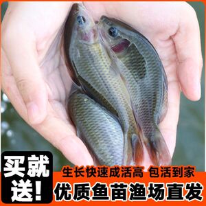 禾花鲤鱼苗淡水养殖禾花乌鲤鱼苗稻田鱼草鱼大鲤鱼胡子鲶鱼活体鱼