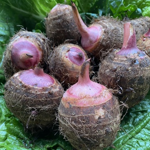 红芽芋头 牛奶芋头 云南新鲜山地毛芋仔非广西荔浦蔬菜红芽芋艿新