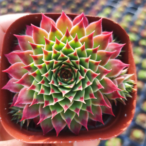 柔情 tederheid 长生草系列 多肉 皮实 耐寒植物 经典品种 植见