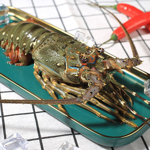 4-7两/只 北京闪送 鲜活小青龙 印尼海鲜龙虾 青龙仔 水产