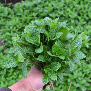 贵州野生可食用薄荷盆栽苗农村红梗红骨农村留兰香荷狗肉香驱蚊草