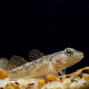 虾虎鱼黄唇溪吻白面活体子陵虾虎冷水淡水李氏溪流原生鱼观赏鱼苗