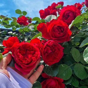 佛罗伦蒂娜藤本月季花苗玫瑰庭院花墙拱门中国红色大花多季节开花