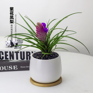 鸿运当头盆栽紫花凤梨铁兰室内净化空气绿植办公室桌面好养花卉