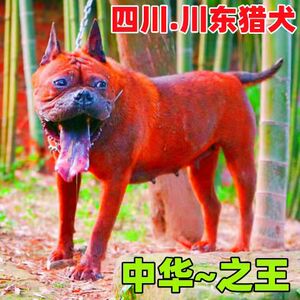 川东猎犬幼犬活体大型犬中型猛犬邻水狗狩猎犬家养狩猎犬活物狗