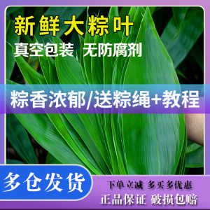 粽子叶粽叶新鲜大号棕叶粽叶干包粽子的叶子竹叶商用箬叶批发材料