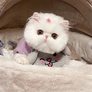 纯白加菲猫幼崽活体宠物猫咪网红包子脸异国短毛猫纯种血统波斯猫