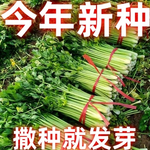 天津老品种本地实心芹种籽纤维少味道浓四季农家春季秋季芹菜种子
