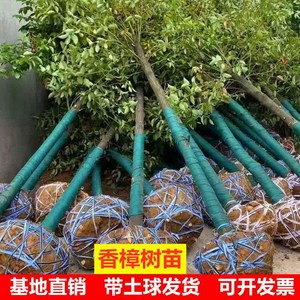 香樟树苗大树龙脑香樟木小苗驱蚊防虫四季常青南北方工程绿化苗木