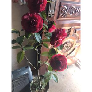 云南茶花云茶玉带紫袍老品种玉带紫袍大理茶花大理名贵茶花包邮