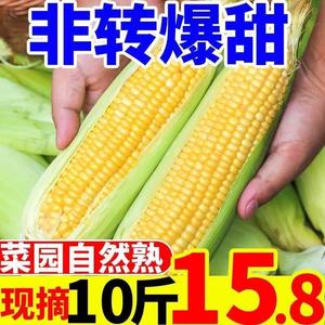 云南金银水果玉米9斤新鲜生吃甜玉米棒子苞谷米现摘糯包邮蔬菜10