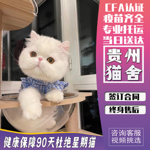 香港全国发货纯白包子脸鸳鸯眼加菲猫幼猫崽异国短毛猫宠物波斯猫