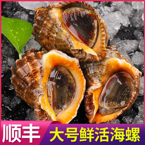 3斤特大海螺鲜活超大响螺新鲜大号贝壳类海鲜生鲜水产大花螺肉大