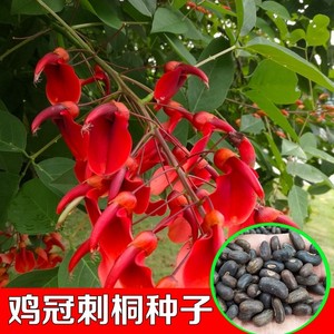 新采鸡冠刺桐种子 巴西刺桐 鸡冠豆种子 象牙红 鸡冠花树种子
