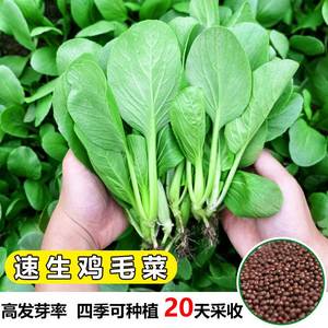 鸡毛菜种子速生小白菜籽四季种植蔬菜种孑上海青种子阳台菜种包邮