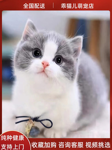 纯种英短蓝白蓝猫幼崽免费领养矮脚折耳短毛蓝白活体家养宠物猫舍