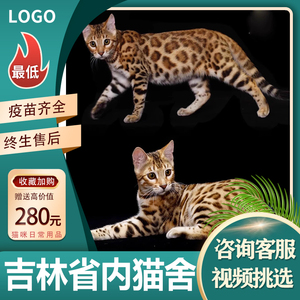 【吉林猫舍】纯种孟加拉豹猫玫瑰纹金豹银豹雪豹宠物猫咪赛级猫咪