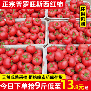 正宗自然熟普罗旺斯西红柿5斤新鲜生吃水果山东露天沙瓤大番茄9