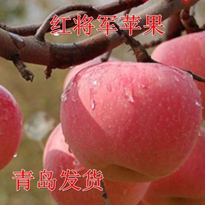 烟台栖霞正宗早熟红将军苹果树苗 南北方种植3年果树苗 苹果苗