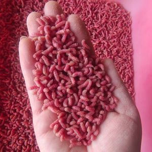 钓鱼红蛆鲜活小红蛆溪流石斑鱼马口白条鲫鱼野钓绝杀饵料红蛆饵野