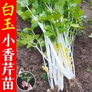 四季白芹菜苗秧苗脆嫩四川白杆白梗芹菜白玉小香芹西芹苗蔬菜种子