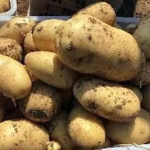 山东高产土豆种荷兰15黄心大土豆种子马铃薯种子脱毒原种非转基因