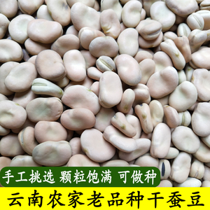 农家干蚕豆生的新货胡豆新鲜可发芽种子白皮生蚕豆种籽罗汉豆馋豆