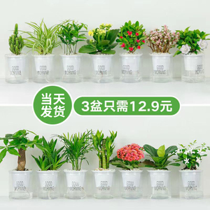 绿箩发财树水培植物盆栽室内富贵竹薄荷多肉花卉四季绿植栀子花萝