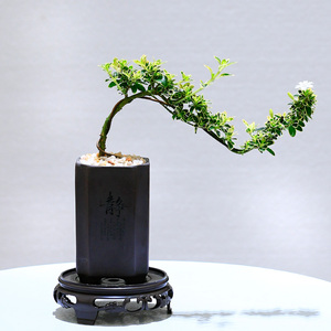 六月雪盆景悬崖式老桩办公室绿植桌面好养小盆栽植物室内摆件禅意