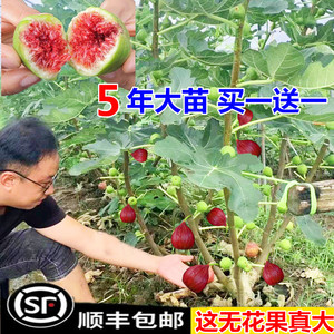 无花果树苗盆栽水果苗四季特大波姬红南北方阳台种植地栽当年结果